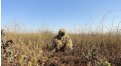 Маскировочный халат Taganrog Друид – купить по цене 3500 руб. в интернет-магазине в городе Ярославль картинка 17